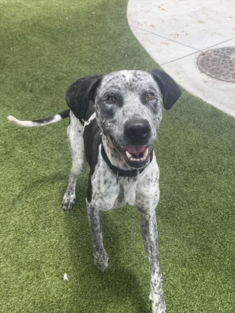 Shelter Stray Male Dog last seen Near BLOCK NW 25TH AVE, 3599 NW 79th Ave, Doral, FL 33122, USA