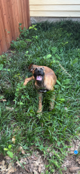 Reunited Male Dog last seen Arlington i career and technical center, Arlington, TX 76010