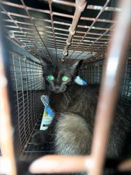 Shelter Stray Female Cat last seen Near BLOCK TEABERRY, 4710 TX-151, San Antonio, TX 78227, USA