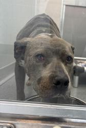 Shelter Stray Female Dog last seen Near, 2600 S Harding St, Indianapolis, IN 46221, USA