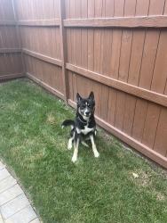 Found/Stray Unknown Dog last seen poplar Drive, Alexandria, VA 22310