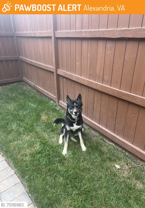 Found/Stray Unknown Dog last seen poplar Drive, Alexandria, VA 22310