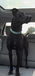 Reunited Male Dog last seen Oakhill Reserve building development, Tomball, TX 77377