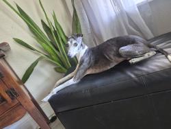 Reunited Male Dog last seen 41st Street N & 3rd Ave N, St. Petersburg, FL 33713