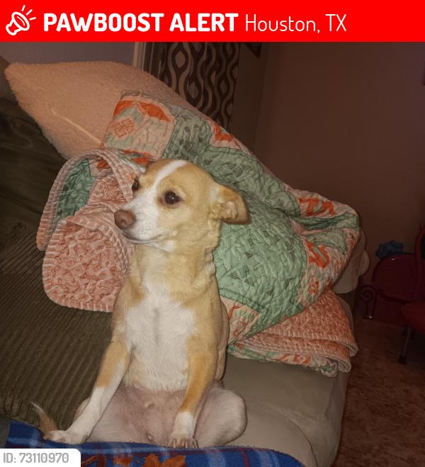 Lost Female Dog last seen Stayce and Clay rd., Houston, TX 77095