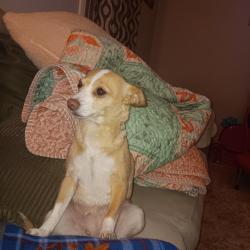 Lost Female Dog last seen Stayce and Clay rd., Houston, TX 77095