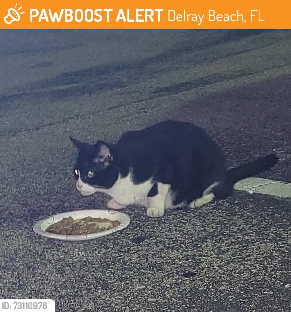 Found/Stray Unknown Cat last seen Monaco Blvd/Monaco Park/Jog Rd, Delray Beach, FL 33446