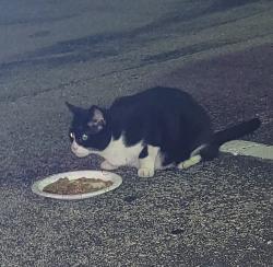 Found/Stray Unknown Cat last seen Monaco Blvd/Monaco Park/Jog Rd, Delray Beach, FL 33446