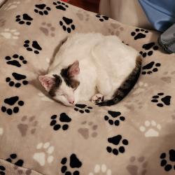 Reunited Female Cat last seen Princeton and tulip st, Philadelphia, PA 19135