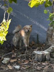 Found/Stray Male Dog last seen Seminole and Atlantic Ave, Atlantic Beach, FL 32233