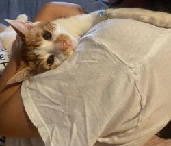 Lost Male Cat last seen Lincoln gardens, New Brunswick, NJ 08901