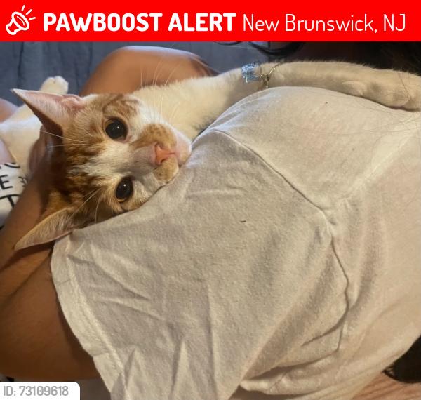 Lost Male Cat last seen Lincoln gardens, New Brunswick, NJ 08901
