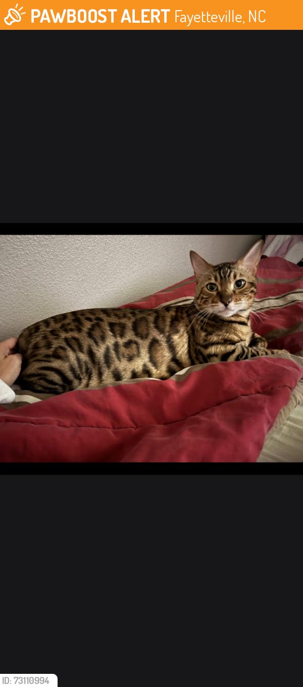 Found/Stray Female Cat last seen The Greens, Fayetteville, NC 28311