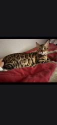 Found/Stray Female Cat last seen The Greens, Fayetteville, NC 28311