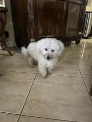 Found/Stray Male Dog last seen Southern Blvd and Parker, West Palm Beach, FL 33405
