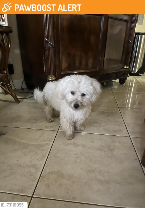 Found/Stray Male Dog last seen Southern Blvd and Parker, West Palm Beach, FL 33405