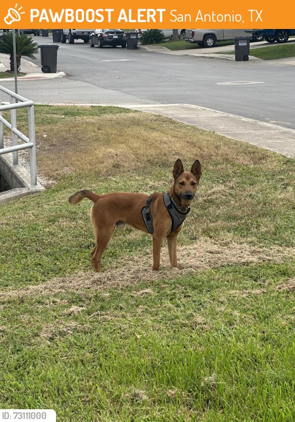 Found/Stray Male Dog last seen Galant & La Garde, San Antonio, TX 78223