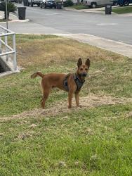 Found/Stray Male Dog last seen Galant & La Garde, San Antonio, TX 78223