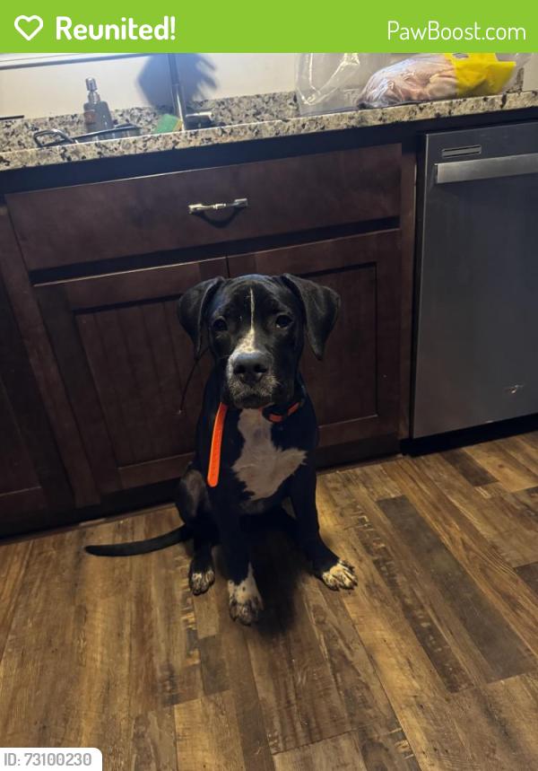 Reunited Male Dog last seen Red Barn Rd, Bowdon, GA 30108