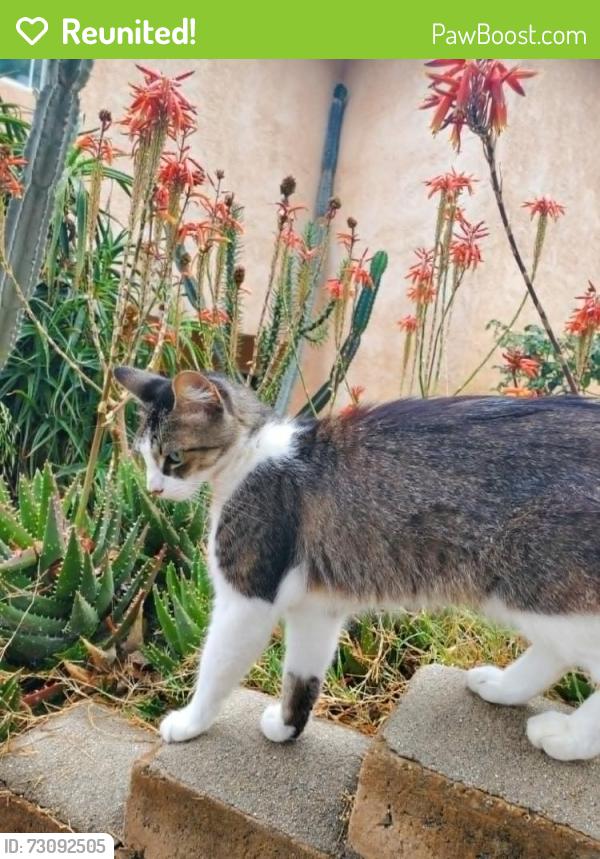 Reunited Female Cat last seen Maria Ave, Spring Valley, CA 91977, USA, Spring Valley, CA 91977