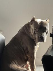 Reunited Female Dog last seen Coors & Hanover, Albuquerque, NM 87121