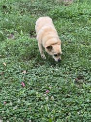 Reunited Female Dog last seen Griffin Avenue & Ridge Road, Richmond, VA 23227