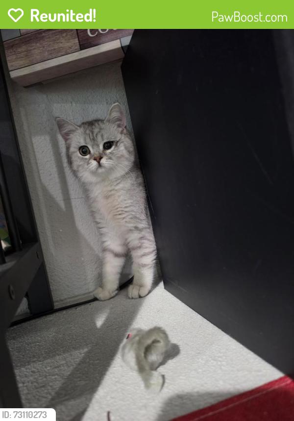 Reunited Female Cat last seen Shuboro st, vista, Vista, CA 92083