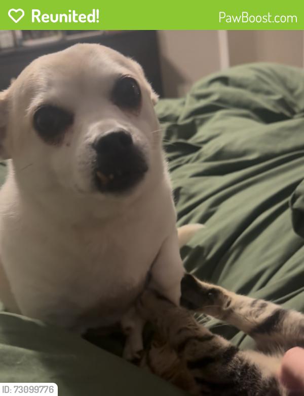 Reunited Male Dog last seen Snapping Turtle Rd, Apple Valley, CA 92308