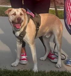 Lost Male Dog last seen Santa Fe & Hwy 180, Weatherford, TX 76086