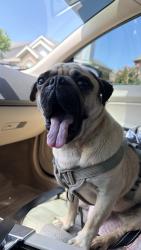 Reunited Male Dog last seen Near SE 46th St, Oklahoma City, OK 73129, USA, Oklahoma City, OK 73129