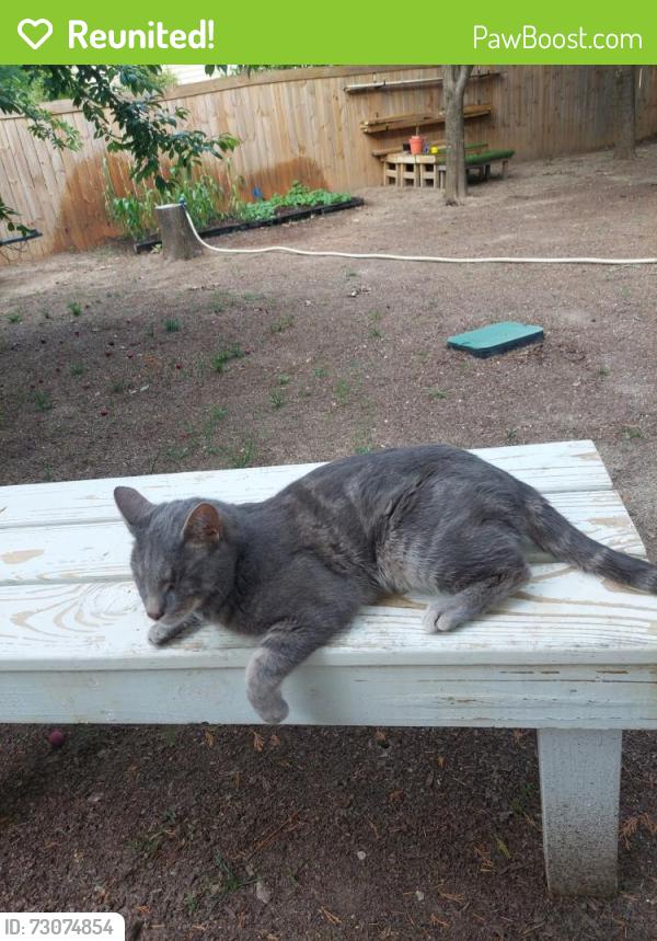 Reunited Male Cat last seen Brookshade Circle end of cul-de-sac , Garner, NC 27529