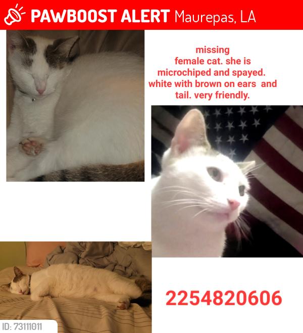 Lost Female Cat last seen Hwy 22, Maurepas, LA 70449