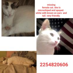 Lost Female Cat last seen Hwy 22, Maurepas, LA 70449