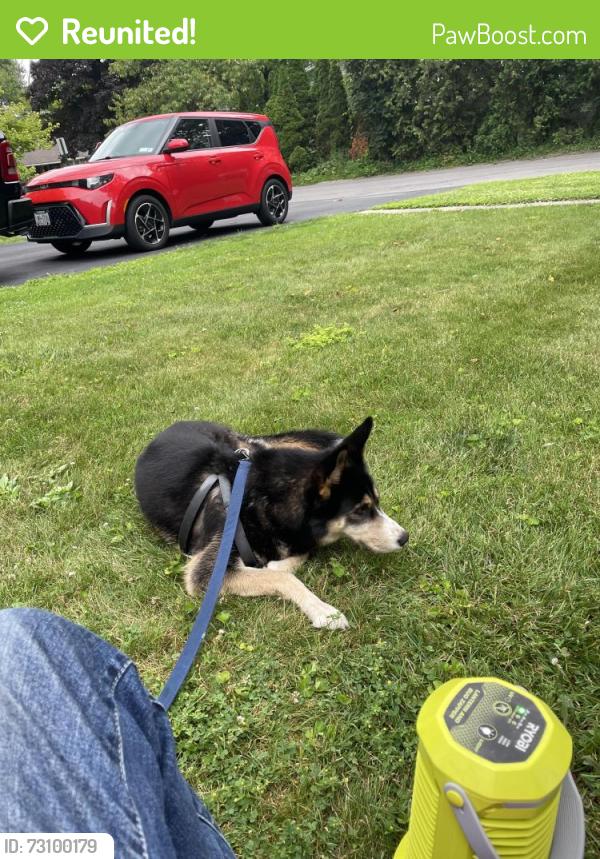 Reunited Female Dog last seen Dausman, East Syracuse, NY 13057