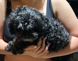 Found/Stray Male Dog last seen Harper and Ventura, Albuquerque, NM 87111