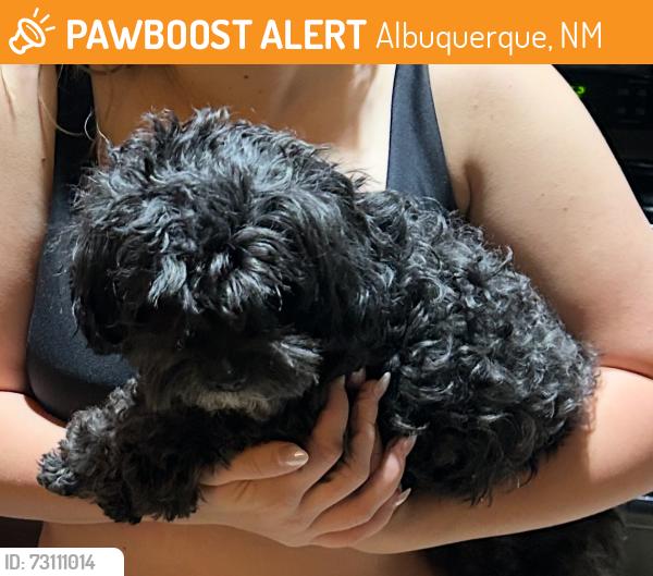 Found/Stray Male Dog last seen Harper and Ventura, Albuquerque, NM 87111