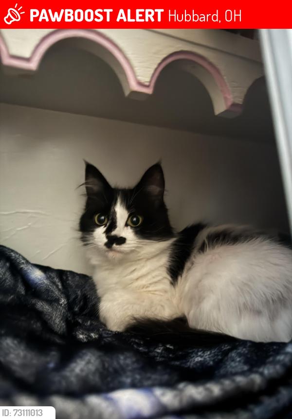 Lost Female Cat last seen Hager street down the street from circle k, Hubbard, OH 44425