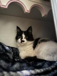 Lost Female Cat last seen Hager street down the street from circle k, Hubbard, OH 44425