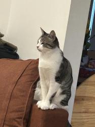 Reunited Female Cat last seen Near 3rd st west Des Moines, West Des Moines, IA 50265