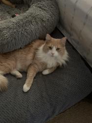 Lost Male Cat last seen Dover Bluff Dr and Watermill Dr, Orange Park, FL 32073