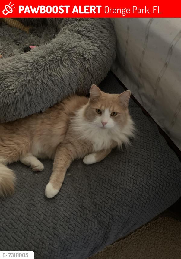 Lost Male Cat last seen Dover Bluff Dr and Watermill Dr, Orange Park, FL 32073