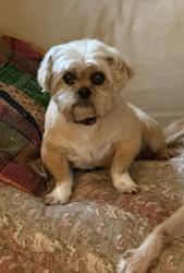 Lost Female Dog last seen Dekalb Ave, Atlanta, GA 30307
