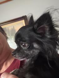Reunited Female Dog last seen Cherry St, Vine st, Whittenberg St, Ooltewah, TN 37363