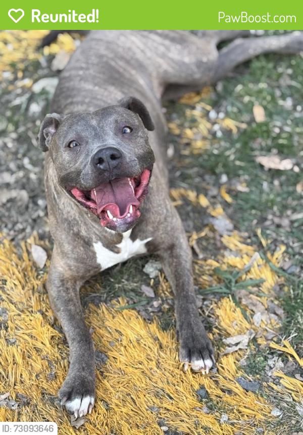 Reunited Female Dog last seen Near Rockdale Ave, Cincinnati, OH 45229, USA, Cincinnati, OH 45229