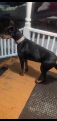 Reunited Male Dog last seen Pico-Robertson, Los Angeles, CA 90035, USA, Los Angeles, CA 90035