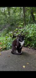 Found/Stray Unknown Cat last seen traders point church, New Augusta, IN 46278
