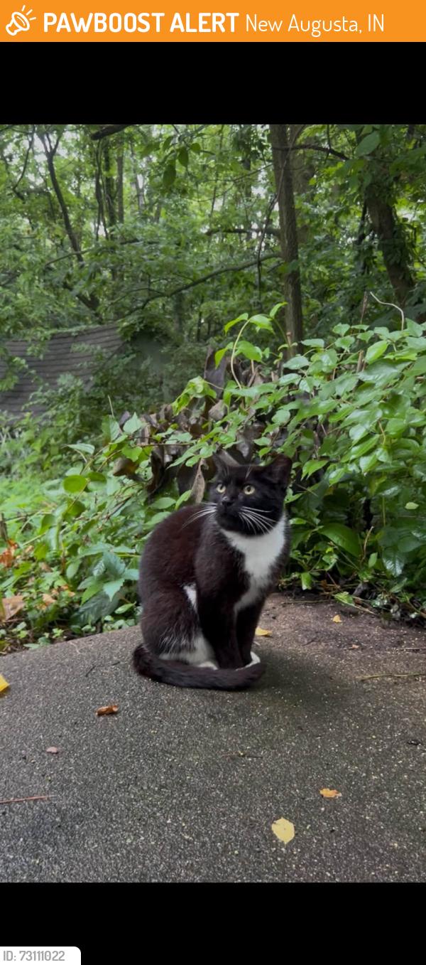 Found/Stray Unknown Cat last seen traders point church, New Augusta, IN 46278