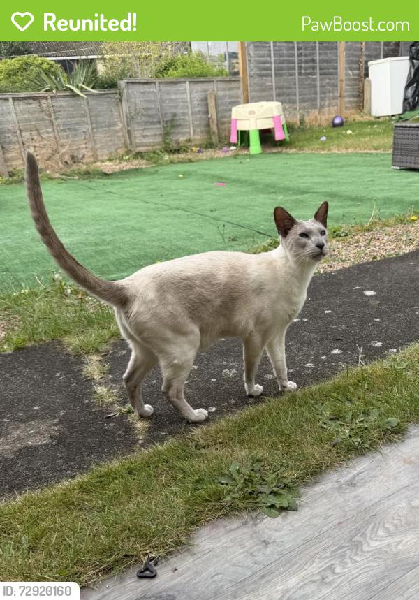 Reunited Male Cat last seen St John’s road, Suffolk, England NR35 1BD