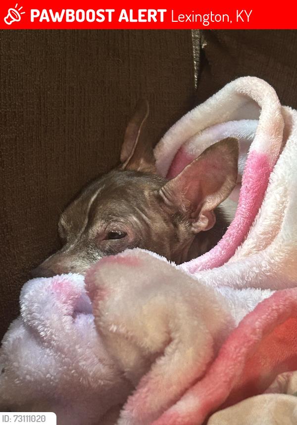 Lost Male Dog last seen Shandon dr, Lexington, KY 40505