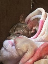 Lost Male Dog last seen Shandon dr, Lexington, KY 40505